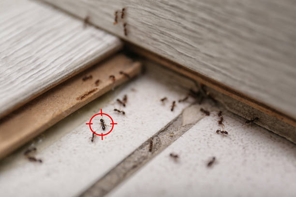 Best Insect Control  in Topeka, IN